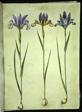 Iris xiphium (spansk iris), 1654