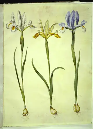 Iris xiphium (spansk iris) eller Iris latifolia (engelsk iris); Iris xiphium (spansk iris)