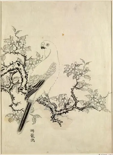 Parakeet on the Branch of a Cherry Tree, by Isoda Koryūsai