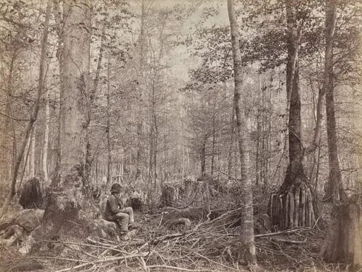 Great Dismal Swamp, Virginia, by Israel Cook Russell