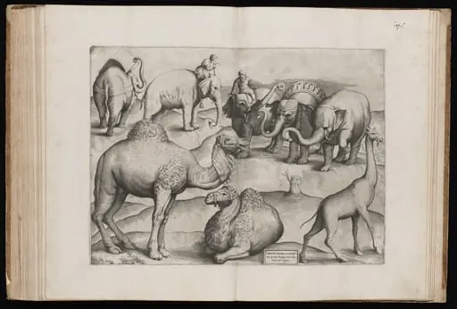 Animals from an Ancient Wall Painting [Plate III], by Italian 16th Century