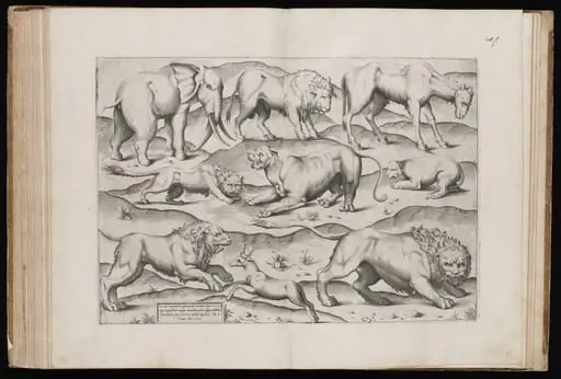 Animals from an Ancient Wall Painting [Table I], by Italian 16th Century