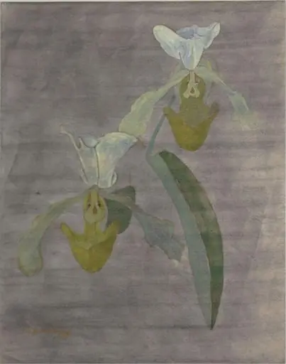 Orchids