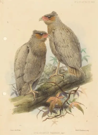 Polyborus Tharus, Var., by J. Smit