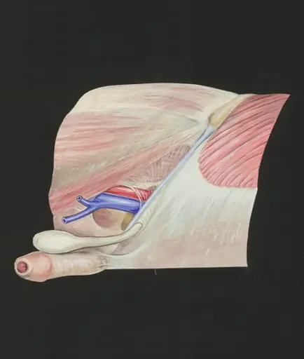 Cardiovascular system, by J Tinkelenberg