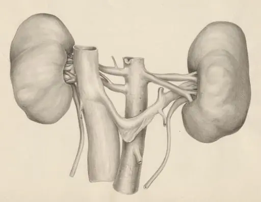 Kidneys