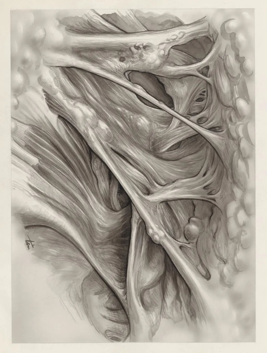 Muscular tissue of the hand or fingers, by J Tinkelenberg, 1970
