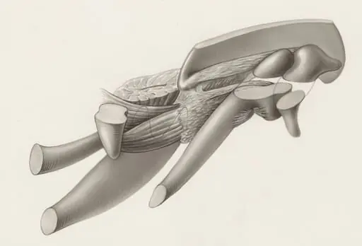 Musculoskeletal system of an embryo, by J Tinkelenberg