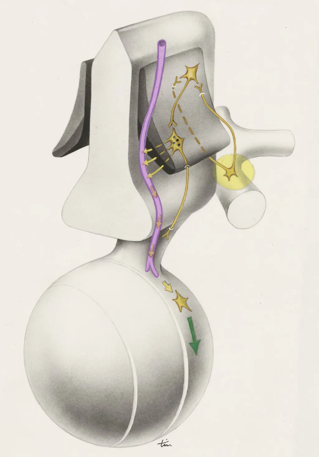 Part of the central nervous system, by J Tinkelenberg, unspecified, 1970
