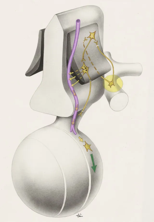 Part of the central nervous system — J Tinkelenberg