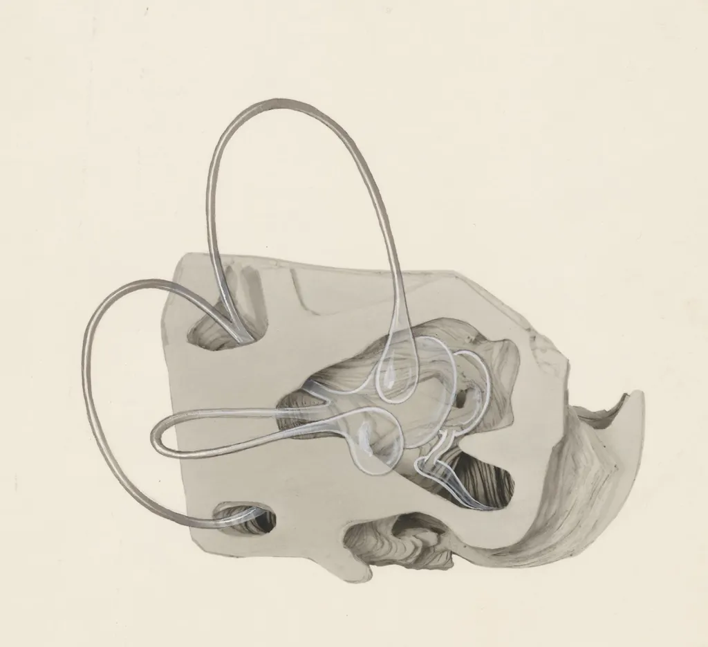 Sensory organs on an embryo, by J Tinkelenberg, unspecified, 1965