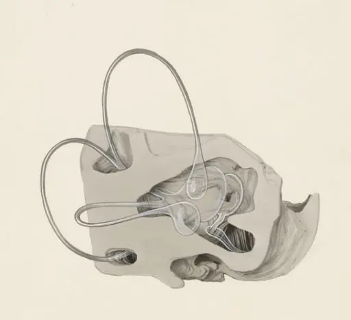 Sensory organs on an embryo, by J Tinkelenberg