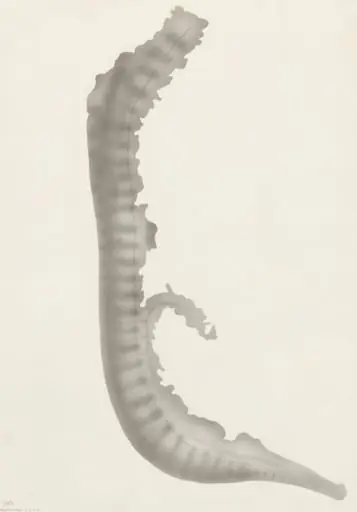 Sheep embryo