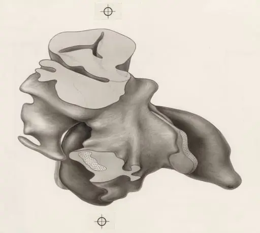 Tissue of the human embryo, by J Tinkelenberg