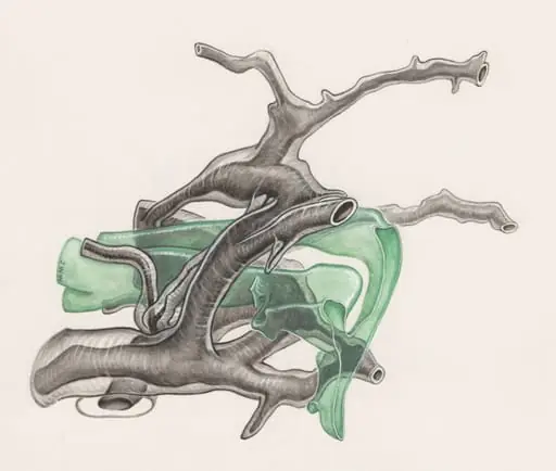 Embryonic tissue of a mouse, by J Wetselaar-Whittaker