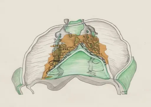 Four somites of a mouse, by J Wetselaar-Whittaker