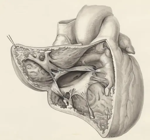 Heart, by J Wetselaar-Whittaker