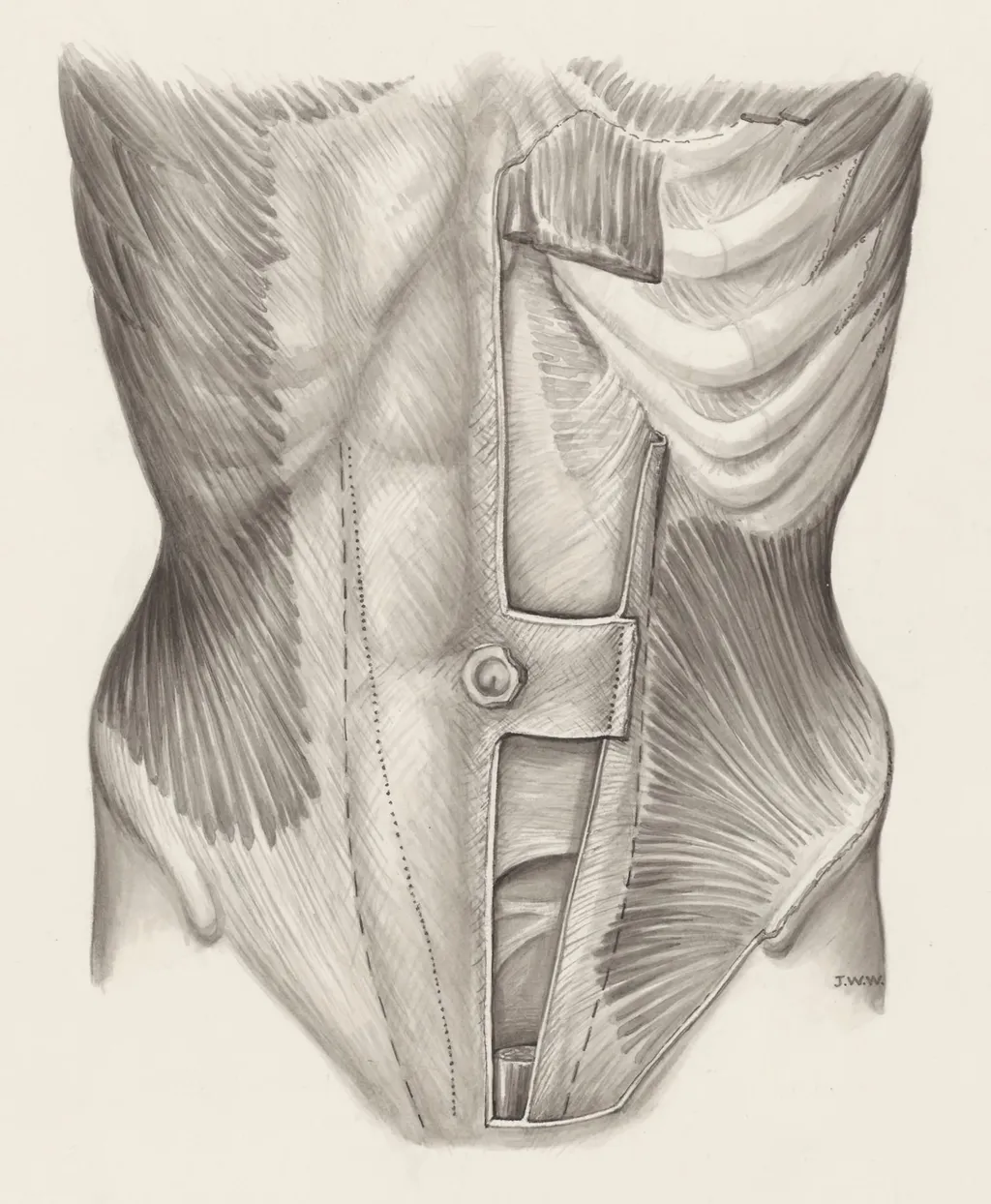 Muscular tissue of the abdomen, by J Wetselaar-Whittaker, 1970
