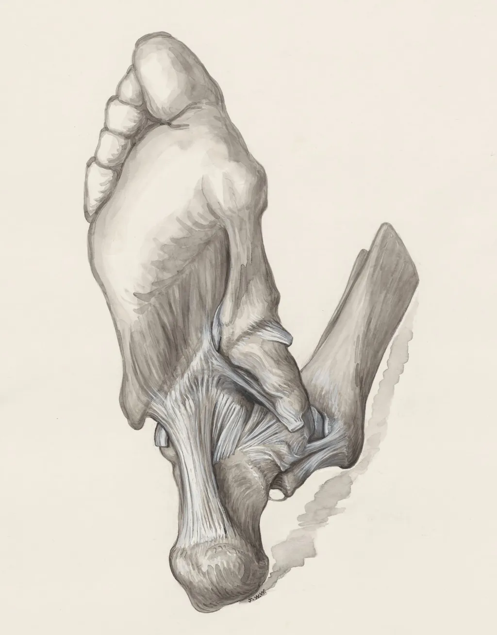 Muscular tissue of the heel, seen from below, by J Wetselaar-Whittaker, 1970