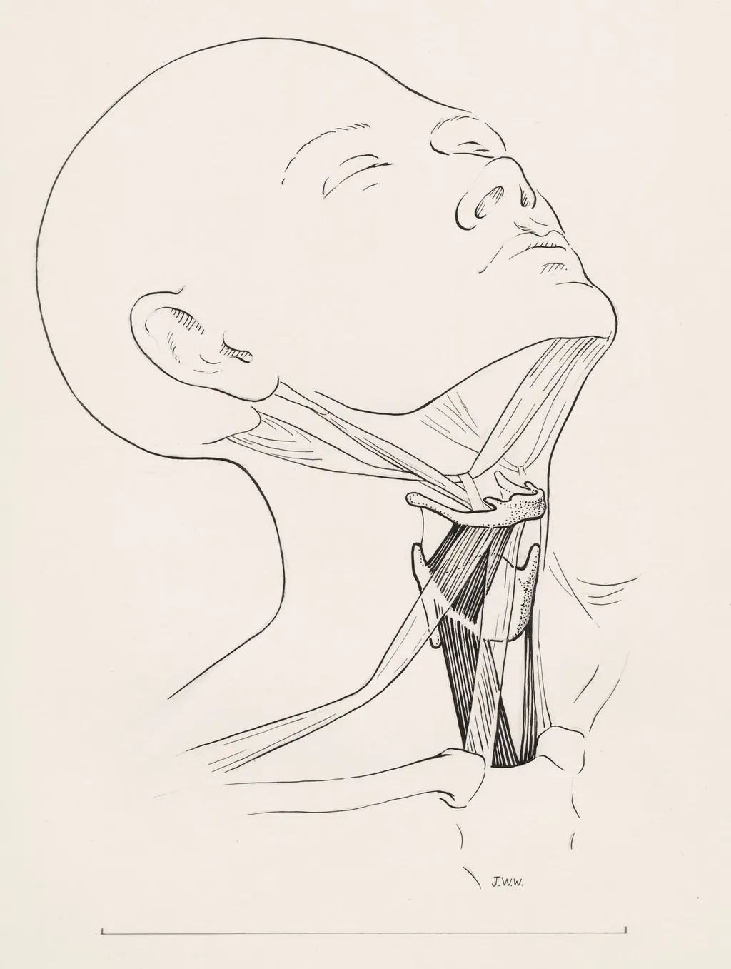 Muscular tissue of the human neck, by J Wetselaar-Whittaker, 1970