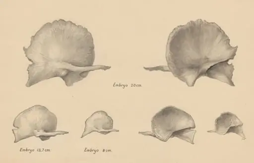 Musculoskeletal system of the throat/neck of an embryo, by J Wetselaar-Whittaker