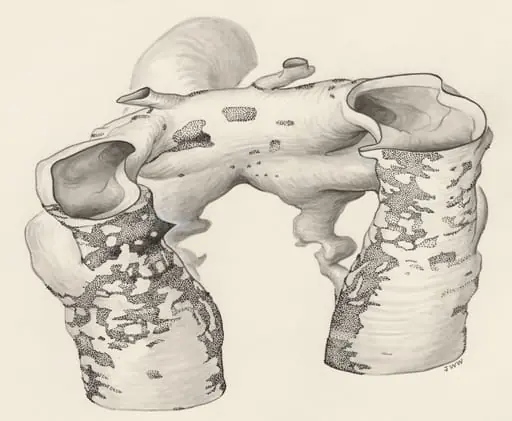 Rat embryo, by J Wetselaar-Whittaker