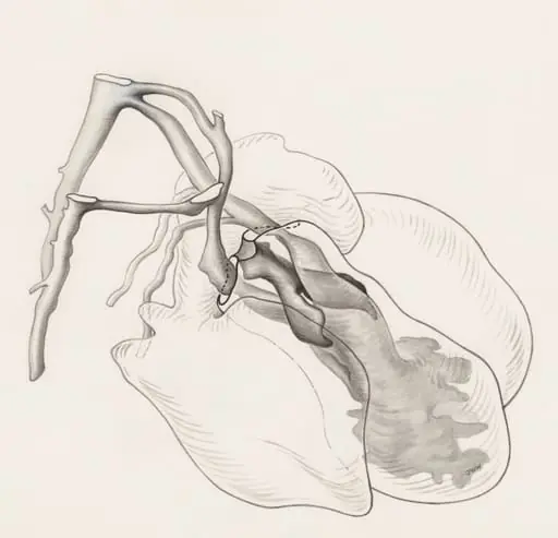 Tissue of the human embryo