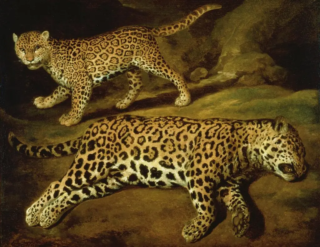 Twee jaguars, by Jacob Gerritsz Cuyp