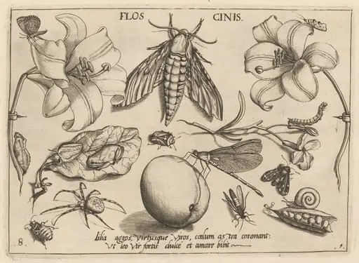 Archetypa studiaque patris Georgii Hoefnagelii [Part 1, Plate 8], by Jacob Hoefnagel