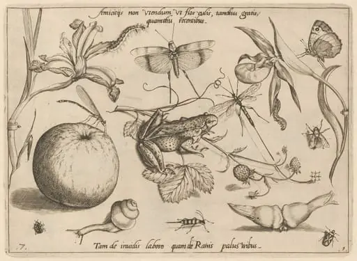 Archetypa studiaque patris Georgii Hoefnagelii [Part 1, Plate 7], by Jacob Hoefnagel