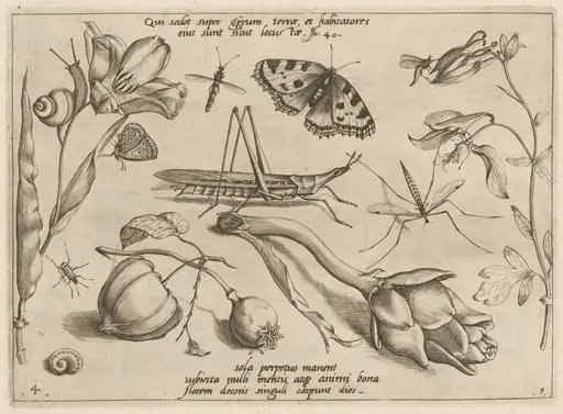 Archetypa studiaque patris Georgii Hoefnagelii [Part 1, Plate 4], by Jacob Hoefnagel