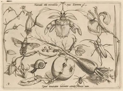Archetypa studiaque patris Georgii Hoefnagelii [Part 1, Plate 5], by Jacob Hoefnagel