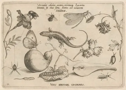 Archetypa studiaque patris Georgii Hoefnagelii [Part 1, Plate 11], by Jacob Hoefnagel