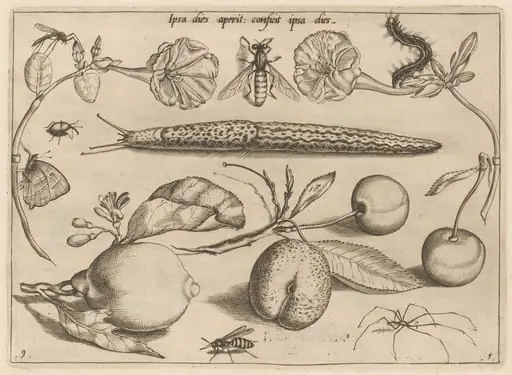 Archetypa studiaque patris Georgii Hoefnagelii [Part 1, Plate 9], by Jacob Hoefnagel