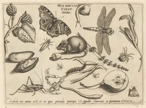 Archetypa studiaque patris Georgii Hoefnagelii [Part 1, Plate 10], by Jacob Hoefnagel