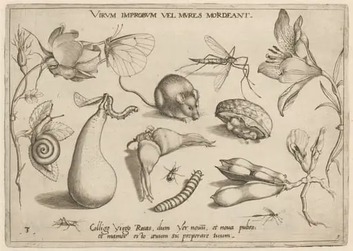 Archetypa studiaque patris Georgii Hoefnagelii [Part 1, Plate 3], by Jacob Hoefnagel