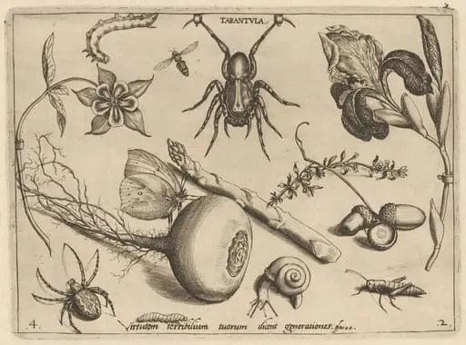 Archetypa studiaque patris Georgii Hoefnagelii [Part 2, Plate 4], by Jacob Hoefnagel
