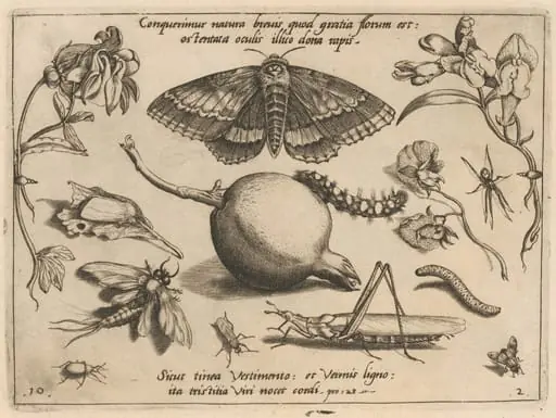Archetypa studiaque patris Georgii Hoefnagelii [Part 2, Plate 10], by Jacob Hoefnagel