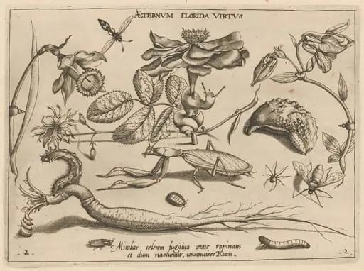 Archetypa studiaque patris Georgii Hoefnagelii [Part 2, Plate 2], by Jacob Hoefnagel
