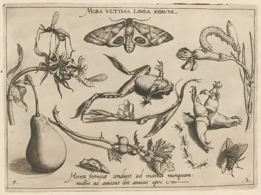 Archetypa studiaque patris Georgii Hoefnagelii [Part 2, Plate 5], by Jacob Hoefnagel