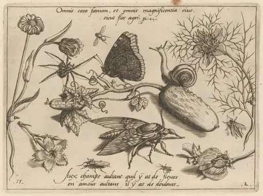Archetypa studiaque patris Georgii Hoefnagelii [Part 2, Plate 11], by Jacob Hoefnagel