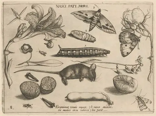 Archetypa studiaque patris Georgii Hoefnagelii [Part 2, Plate 8], by Jacob Hoefnagel