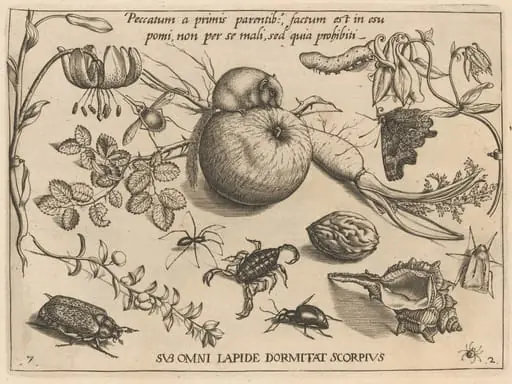 Archetypa studiaque patris Georgii Hoefnagelii [Part 2, Plate 7], by Jacob Hoefnagel