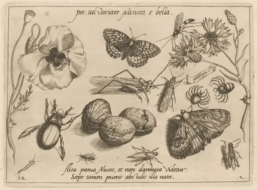 Archetypa studiaque patris Georgii Hoefnagelii [Part 2, Plate 12], by Jacob Hoefnagel