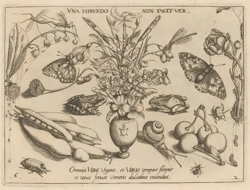 Archetypa studiaque patris Georgii Hoefnagelii [Part 2, Plate 6], by Jacob Hoefnagel