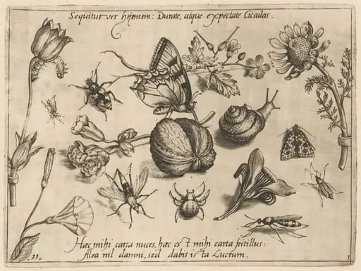 Jacob Hoefnagel