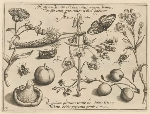 Archetypa studiaque patris Georgii Hoefnagelii [Part 3, Plate 7], by Jacob Hoefnagel