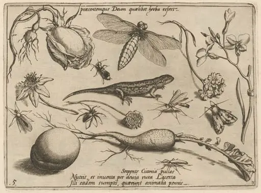 Archetypa studiaque patris Georgii Hoefnagelii [Part 3, Plate 5], by Jacob Hoefnagel