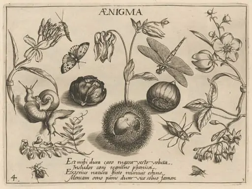 Archetypa studiaque patris Georgii Hoefnagelii [Part 3, Plate 4], by Jacob Hoefnagel
