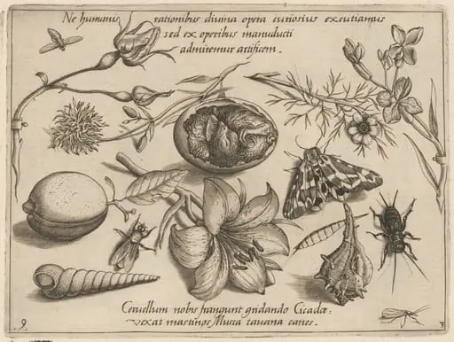 Archetypa studiaque patris Georgii Hoefnagelii [Part 3, Plate 9], by Jacob Hoefnagel